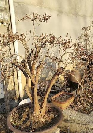 映山红盆栽的养护技巧有哪些？怎样使其花开旺盛？