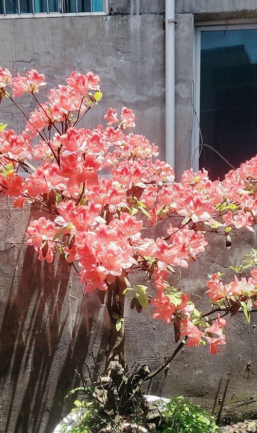 映山红盆栽的养护技巧有哪些？怎样使其花开旺盛？