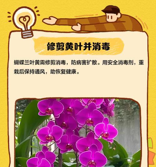 蝴蝶兰叶片发黄的原因是什么？