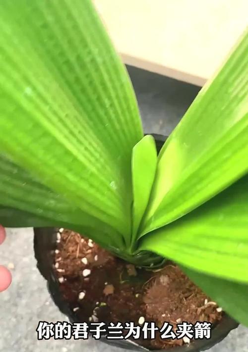 君子兰花夹箭如何处理？怎样预防？