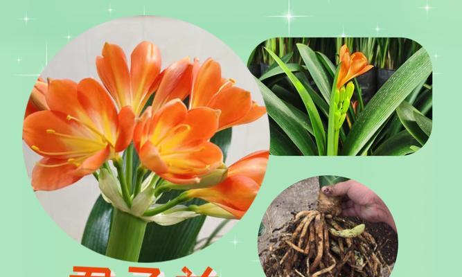 君子兰花夹箭如何处理？怎样预防？