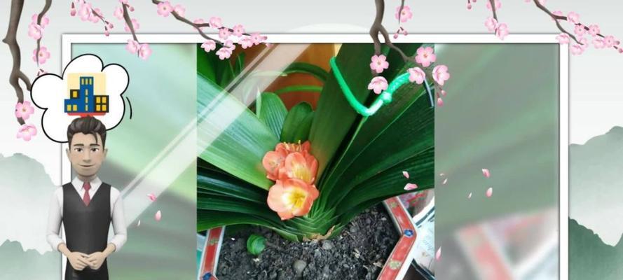 君子兰花夹箭如何处理？怎样预防？