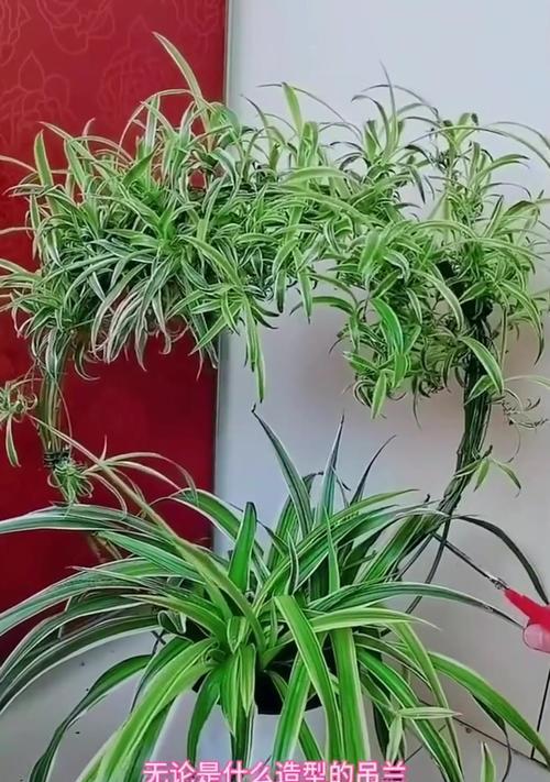 吊兰品种大全包括哪些？如何挑选？
