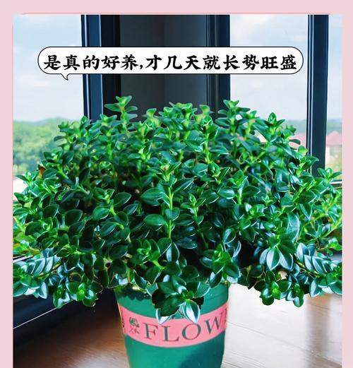 吊兰品种大全包括哪些？如何挑选？