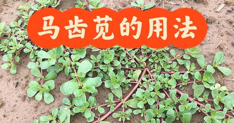马齿苋的繁殖方式有哪些？
