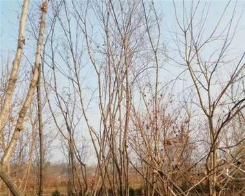 五角枫嫁接指南：可以嫁接到什么植物上？