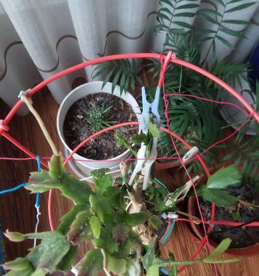 五角枫嫁接指南：可以嫁接到什么植物上？