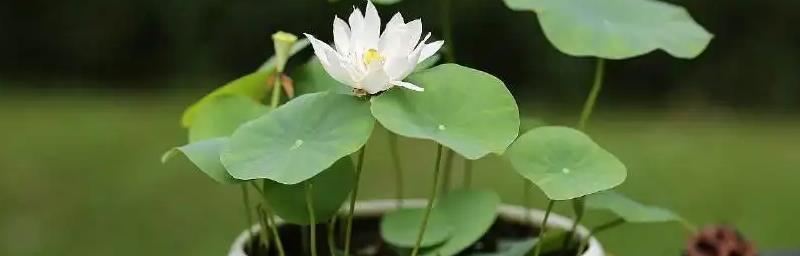 北方荷花冬季保护措施有哪些？