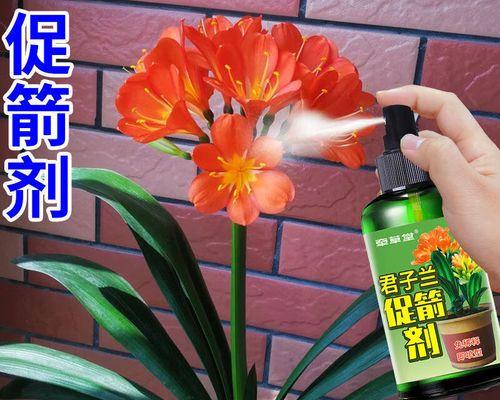 君子兰夹箭了应该怎么办？如何解决？