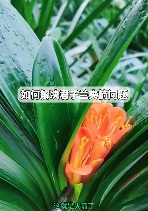 君子兰夹箭了应该怎么办？如何解决？