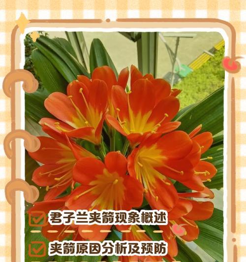 君子兰夹箭了应该怎么办？如何解决？