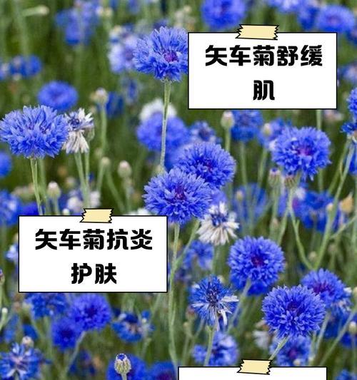 矢车菊种植步骤是什么？