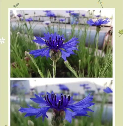 矢车菊种植步骤是什么？