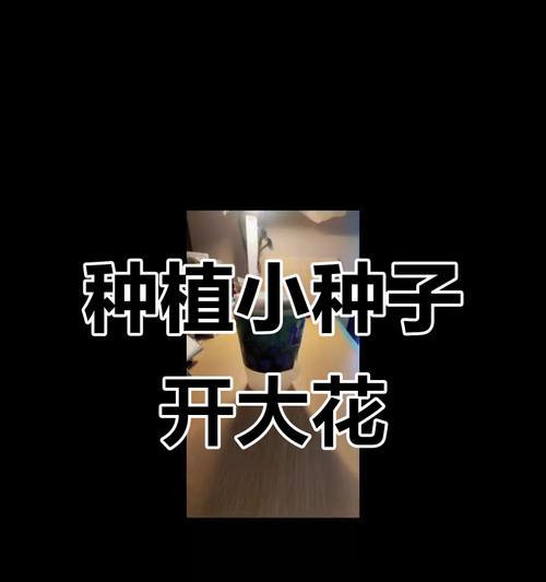 矢车菊种植步骤是什么？
