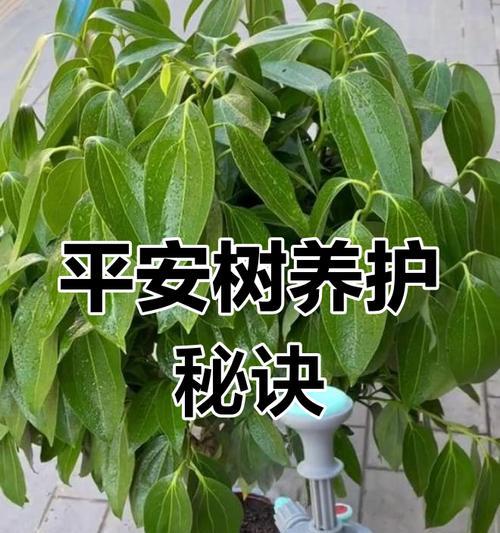 平安树树干变黑怎么办？如何拯救变黑的平安树？