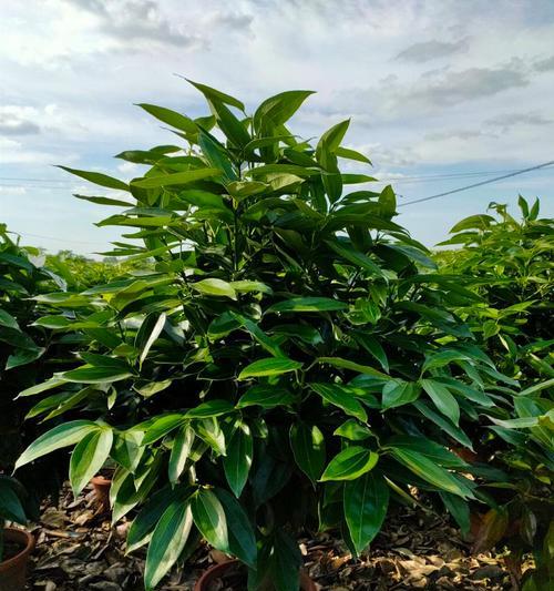 平安树树干变黑怎么办？如何拯救变黑的平安树？