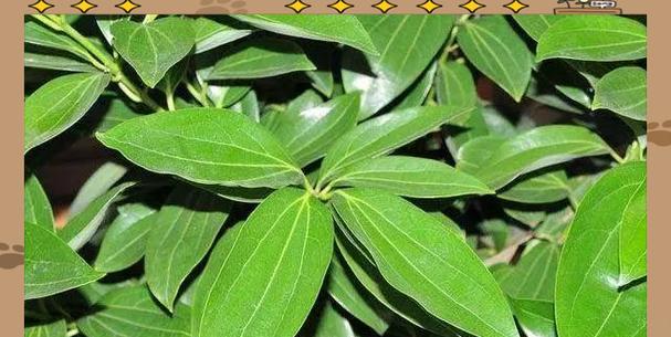 平安树树干变黑怎么办？如何拯救变黑的平安树？