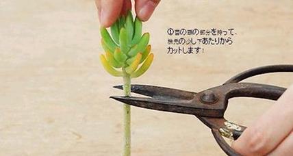 玻璃翠扦插繁殖方法是什么？
