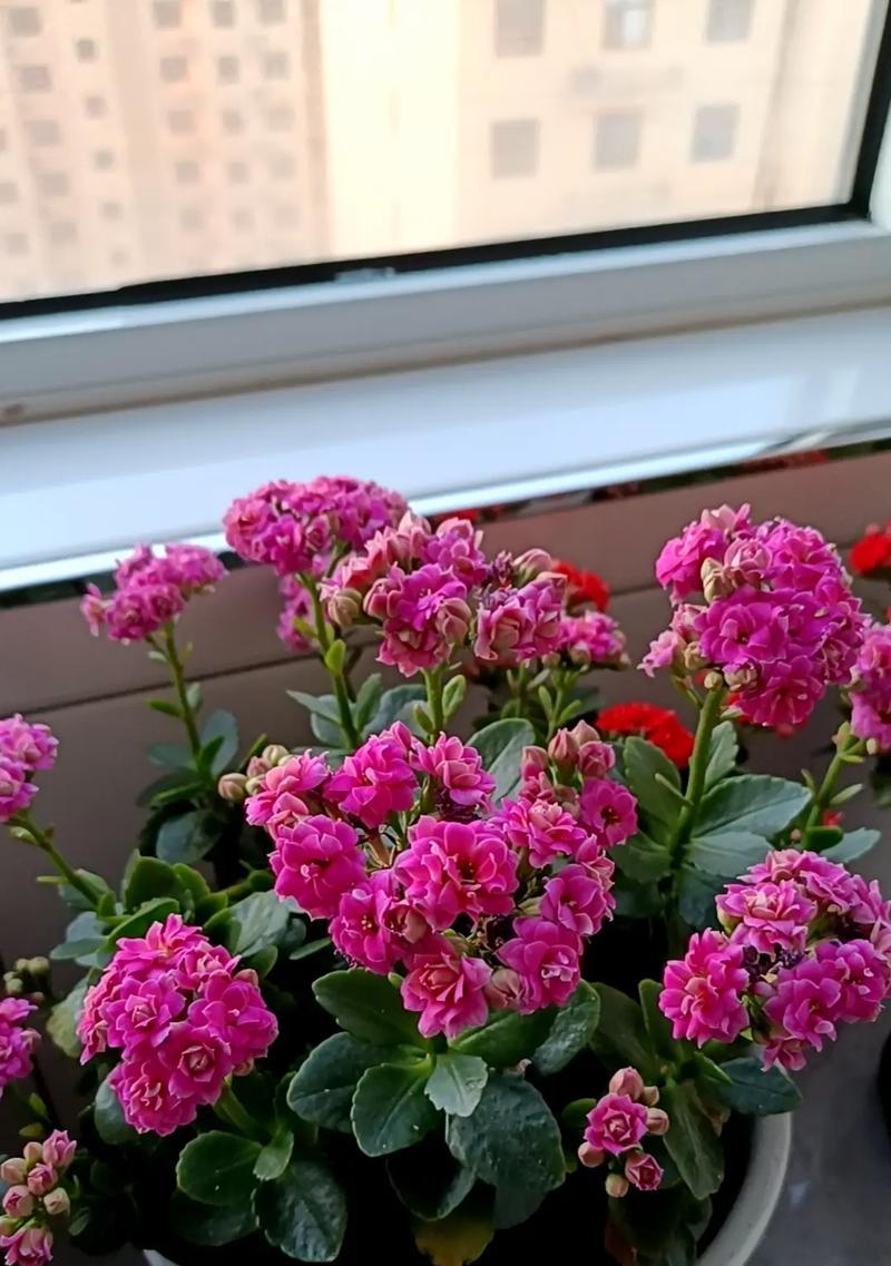 好运来花的养殖技巧有哪些？