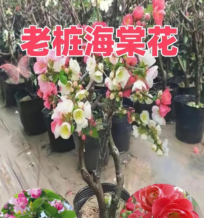 好运来花的养殖技巧有哪些？