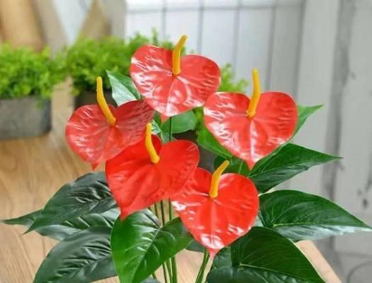 好运来花的养殖技巧有哪些？