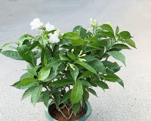 茉莉花修剪的最佳时机是什么时候？修剪方法有哪些？