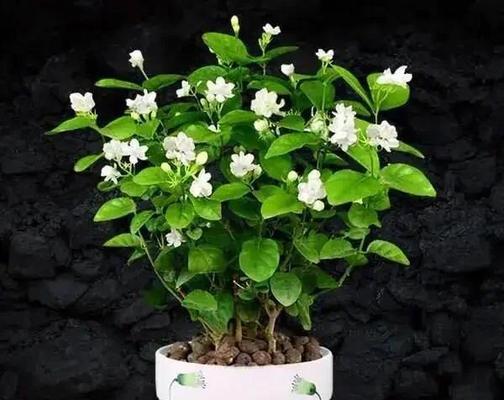 茉莉花修剪的最佳时机是什么时候？修剪方法有哪些？