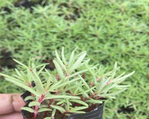 半枝莲种植需要注意哪些问题？