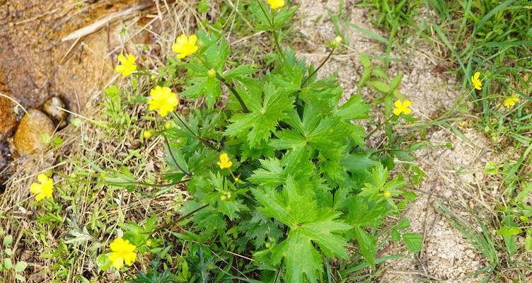 花毛茛种植的最佳季节是什么？