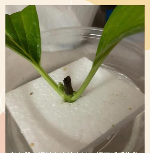 绣球花插枝繁殖的正确步骤是什么？
