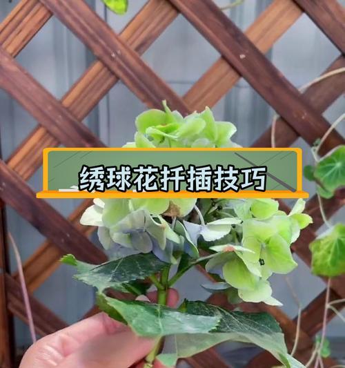 绣球花插枝繁殖的正确步骤是什么？
