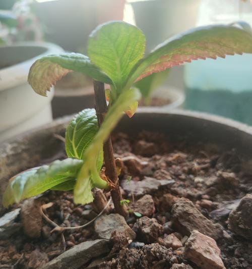 绣球花插枝繁殖的正确步骤是什么？
