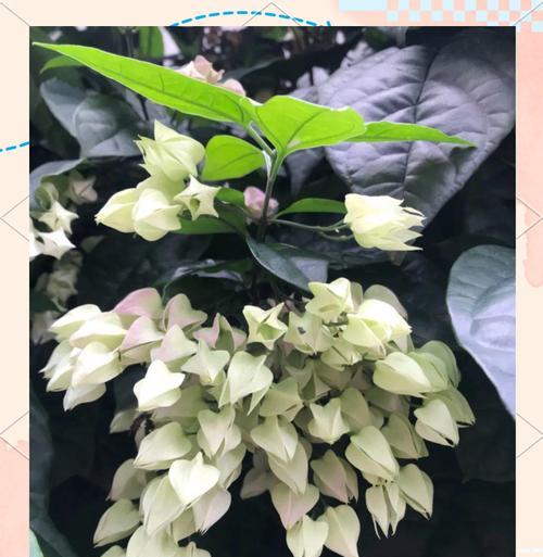 龙吐珠如何养才能多开花？龙吐珠开花秘诀是什么？