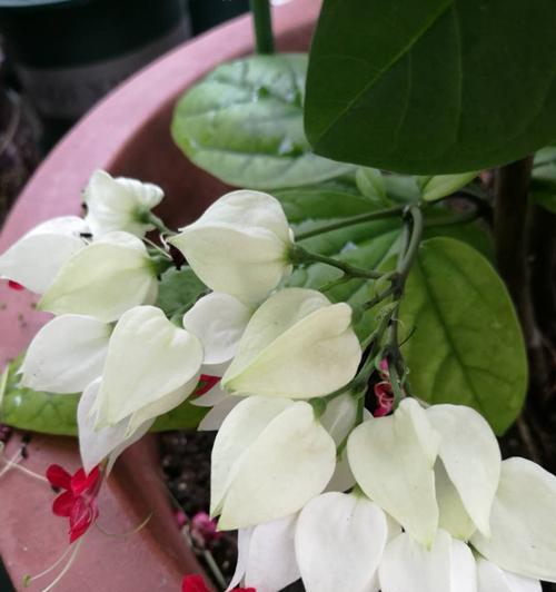 龙吐珠如何养才能多开花？龙吐珠开花秘诀是什么？