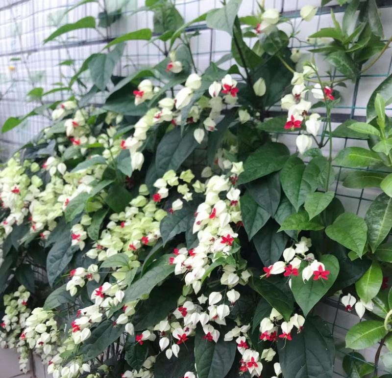 龙吐珠如何养才能多开花？龙吐珠开花秘诀是什么？