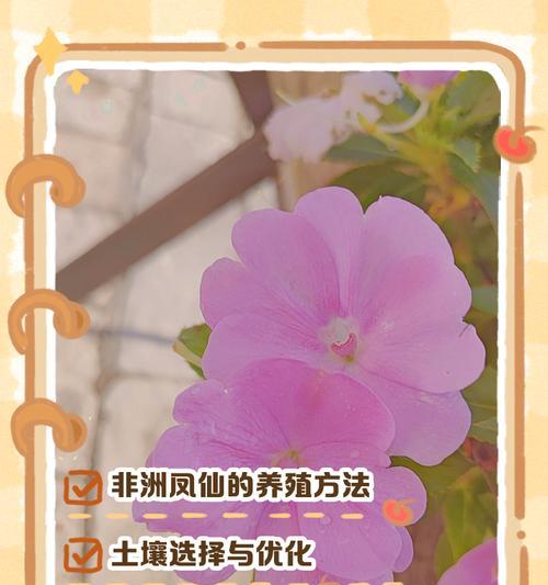 凤仙花的养殖技巧是什么？