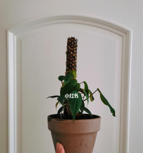 绿蔓绒植物的养护技巧和注意事项是什么？