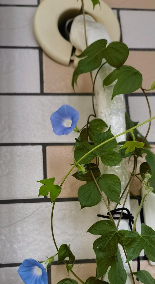 绿蔓绒植物的养护技巧和注意事项是什么？