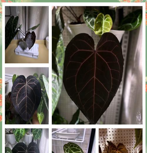 花烛的养殖环境和管理要点是什么？