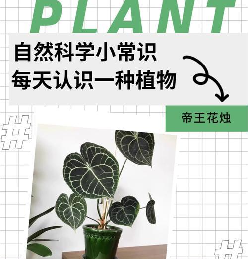花烛的养殖环境和管理要点是什么？
