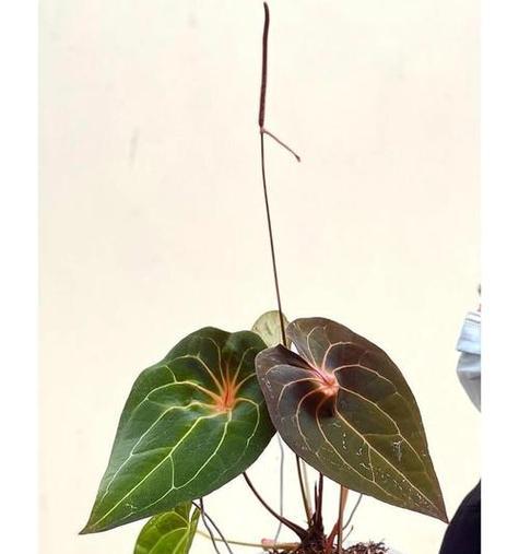 花烛的养殖环境和管理要点是什么？