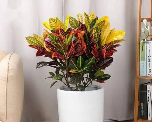 植物花卉品种大全哪里找？如何选择适合自己的植物花卉品种？