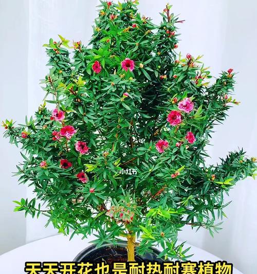 植物花卉品种大全哪里找？如何选择适合自己的植物花卉品种？