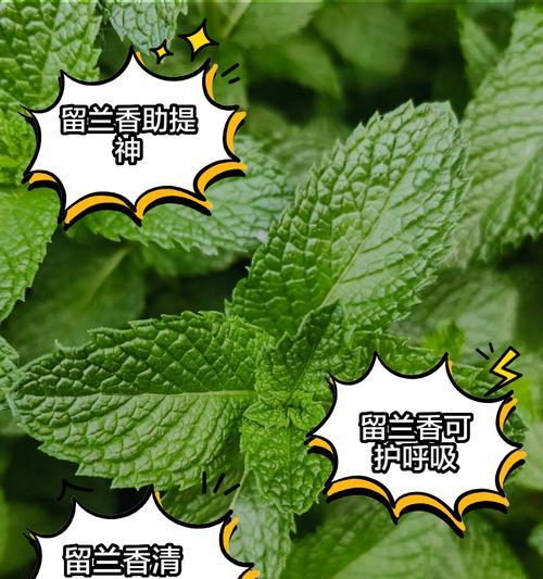 留兰香种植指南：留兰香的种植和养护方法是什么？