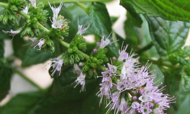 留兰香种植指南：留兰香的种植和养护方法是什么？
