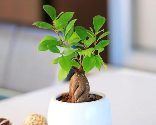 榕树嫁接的方法是什么？榕树嫁接需要注意哪些问题？