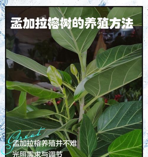 榕树嫁接的方法是什么？榕树嫁接需要注意哪些问题？