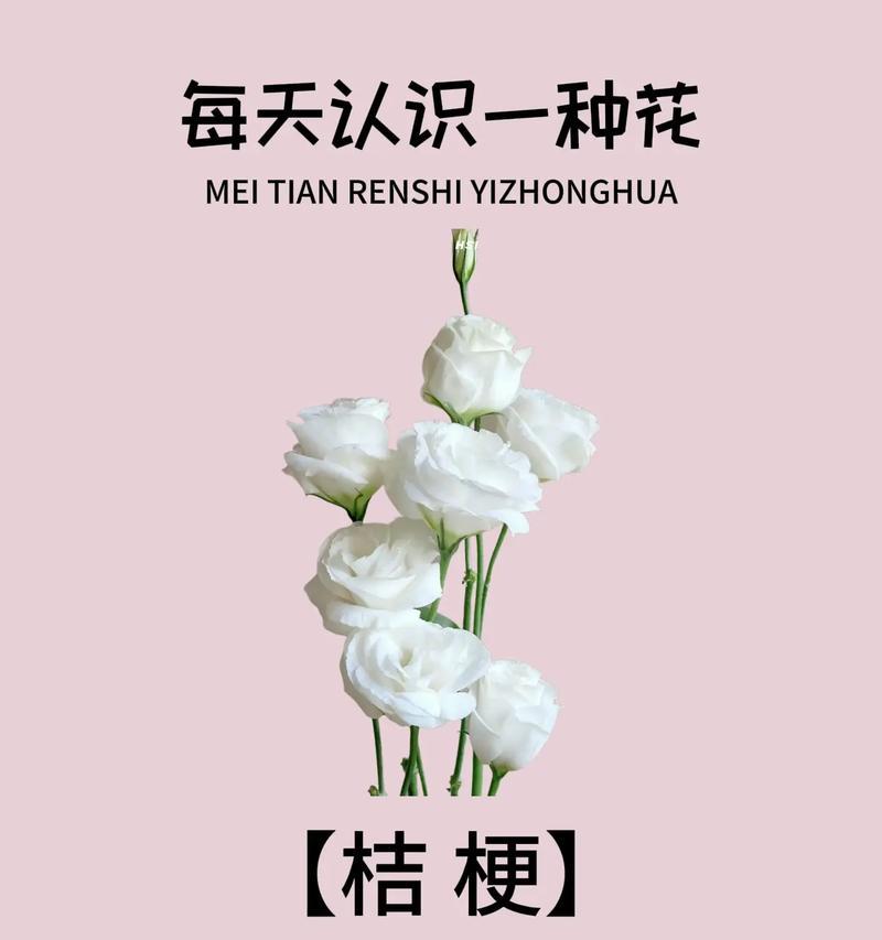 洋桔梗花花语是什么？它的寓意是什么？