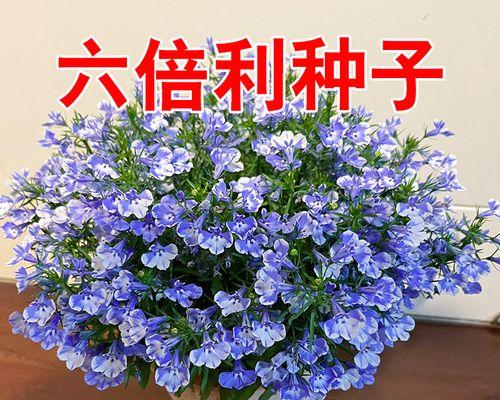 六倍利种子种植的步骤和技巧是什么？