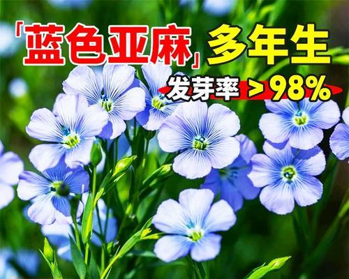 六倍利种子种植的步骤和技巧是什么？